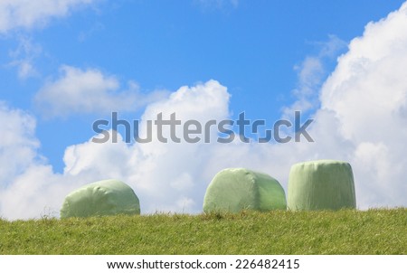 The white plastic wrapped round hay bales (silage) with clear blue sky background, countryside in New Zealand.