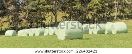 The row of white plastic wrapped silage on green farm in harvest season, in countryside New Zealand.