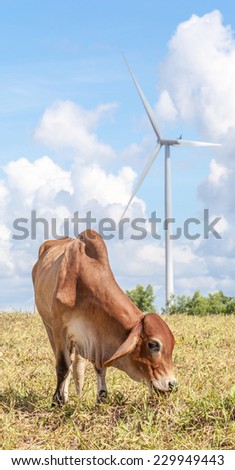 Cow grazing on meadow near the big windmill in wind farm electricity plant, Korat province in Thailand.