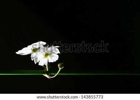 White flowers, with black background.