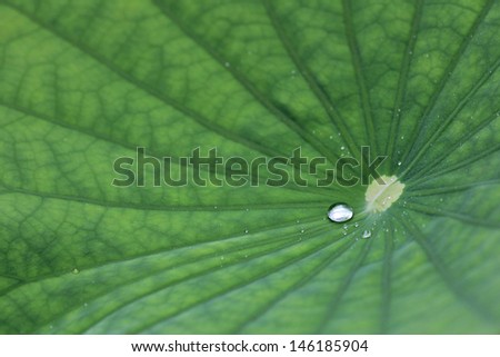 A water drop on Lotus leaf background