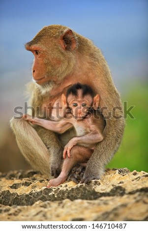 Asia monkey family