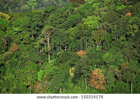 Thailand National Park Forest view on helicopter