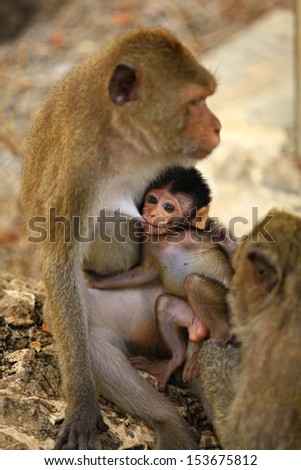 Asia monkeys family
