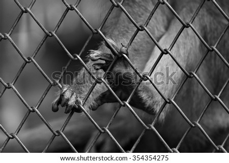 The monkey was trapped in a zoo. Waiting for the day to die