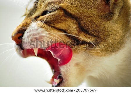 Siamese cat yawning while cleaning itself looks as if it was roaring.