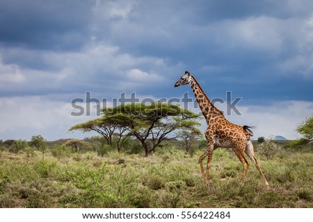Running giraffe in motion nature savannah habitat in Serengeti National Park, Tanzania. Wildlife scene in African Safari. Baobab tree in the background. Thunderstorm blue sky contrast.