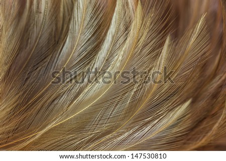 Chicken feather Brush dust