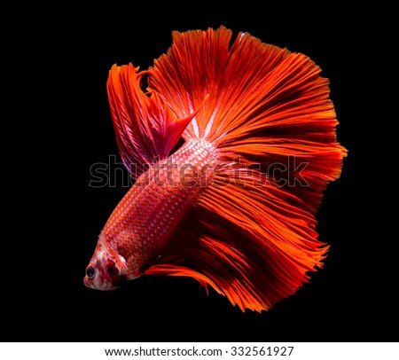 macro beautiful tail of  red fish on black background