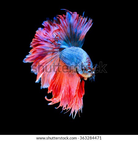 Texture of tail siamese fighting fish on black background