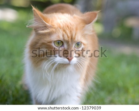 Cat take a walk on the grass close up (series Animal)