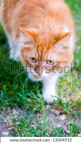 Cat take a walk on the grass close up (series Animals)