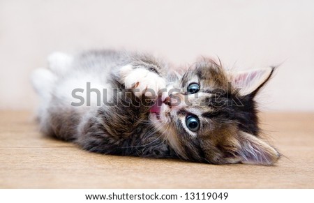 Pictures Of Kittens Playing. stock photo : Kitten playing