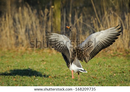 Adult wild goose flaps its wings on the grass, the Netherlands