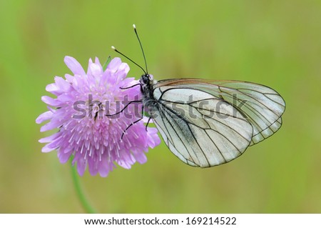 Black-veined White butterfly on flower Field Scabious, Russia