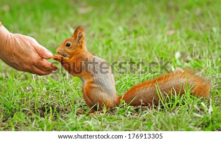 Squirrel eating nuts from the hand, Moscow, Russia