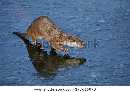 European otter walking on the ice, The Netherlands