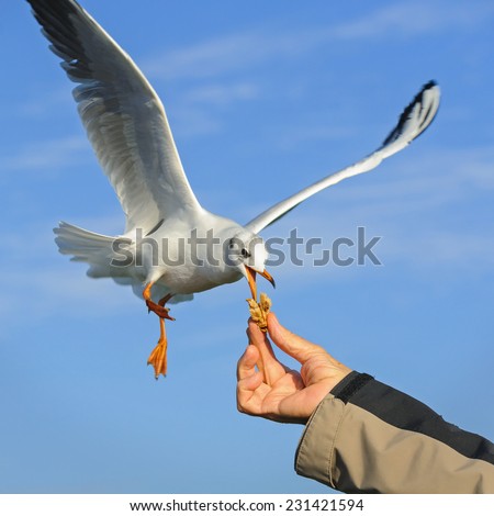 Black-headed Gull takes the bread from the hand on the fly, Netherlands