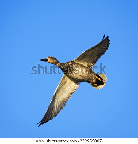 The adult male Gadwall flying against the blue sky, the Netherlands