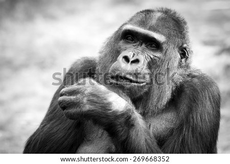 Black and white portrait of an adult female gorilla, Netherlands