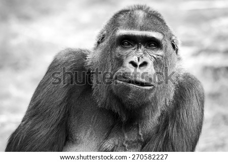 Black and white portrait of an adult female gorilla, Netherlands