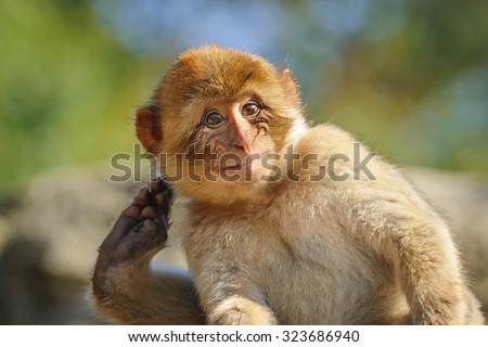 A young Barbary macaque from the zoo  scratching itself