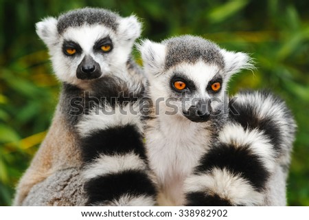 Two adult lemur katta (Lemur catta)