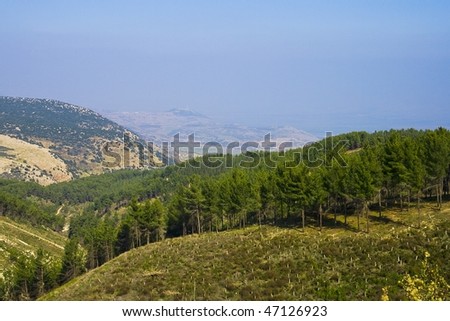 Wood on a slope of mountain in the north of Israel