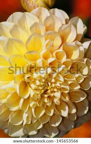 The beauty of flowers - yellow dahlia.
