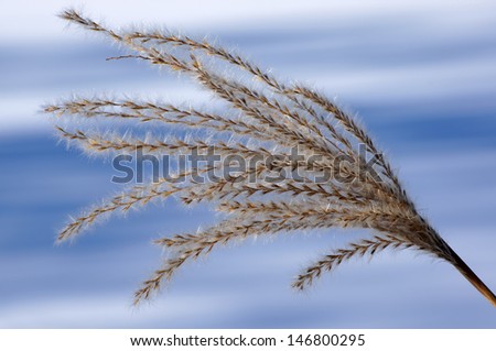 Geometry of nature. reed and snow.
