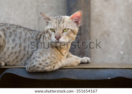 feral street cat relaxing watching the world go by