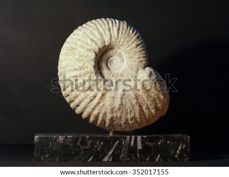Ammonite fossil sculptures one marble fossil bed base
