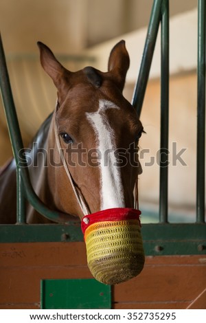 Racehorse with muzzle looking out of the stable pen