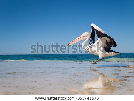Australia, Yanchep Lagoon, 04/18/2013, Australian pelican taking off in flight from an australian beach