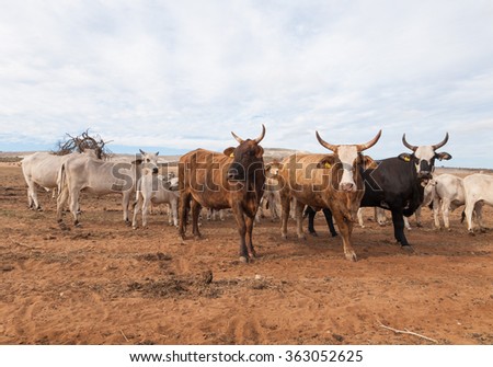 Australian cattle with horns on the move in the outback
