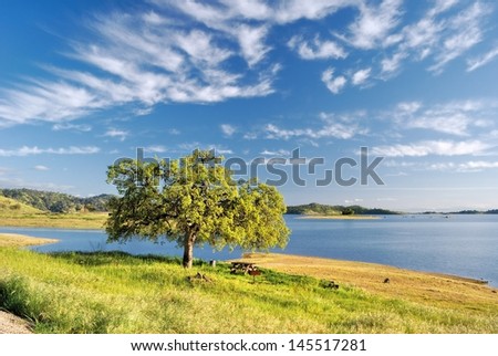 The perfect picnic spot under a tree and broad blue clouded sky, on the shore of a lake.