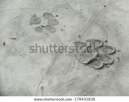 Dog footprints on cement floor