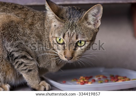 Local cat eating food from a bowl.