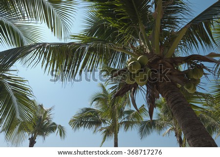 Coconut tree under blue sky. Coconut palm trees perspective view.