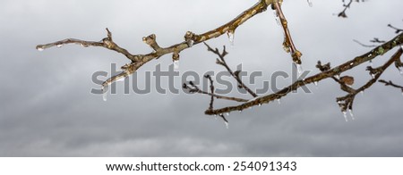 A tree branch covered with a thin layer of transparent ice.