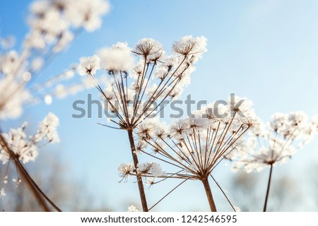 Frosty grass in snowy forest, cold weather in sunny morning. Tranquil winter nature in sunlight. Inspirational natural winter garden, park. Peaceful cool ecology landscape background