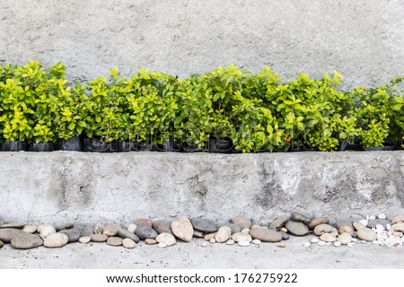concrete pot and concrete wall with plant