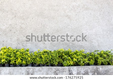 Concrete Pot And Concrete Wall With Plant