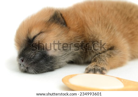 Birth puppy sleeping beside of milk spoon on white background