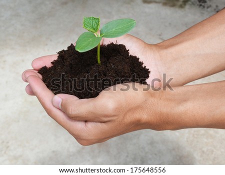 green sprout in man hand