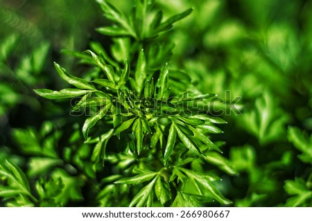 close up cilantro Coriander plant, green background