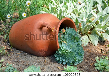 Clay planter filled with hens and chicks cactus plants