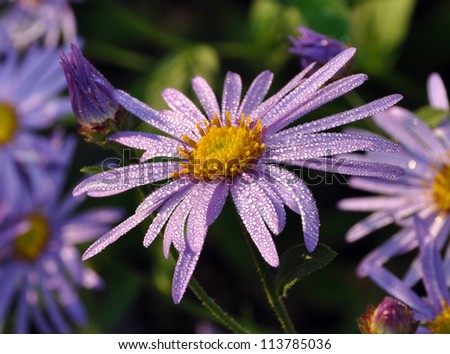 Purple aster flower covered with dew