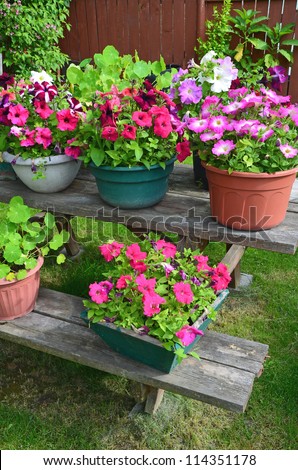 Wooden table covered with colorful petunia planters