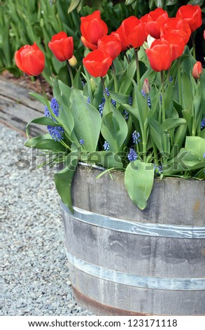 Wooden barrel planter with red spring tulips in bloom